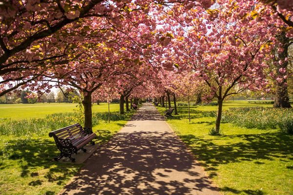 BLOMSTRENDE PARK