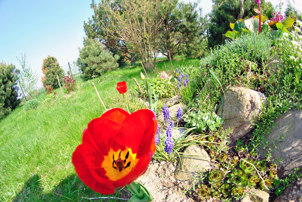 STEINGARTEN MIT BLUMEN