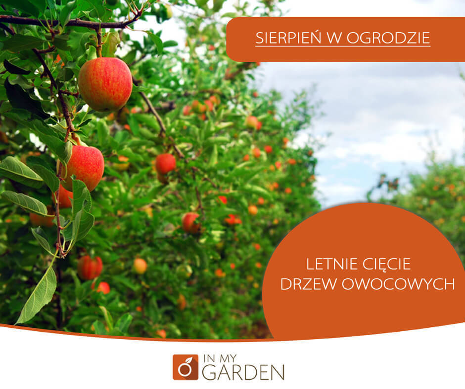 Letnie cięcie drzew owocowych