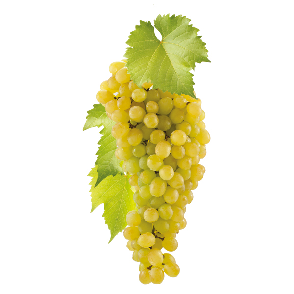 WINOGRON Chardonnay