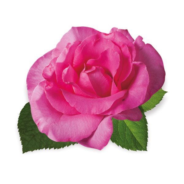 roza Melrose