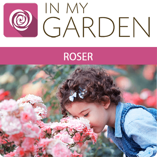 roze DK